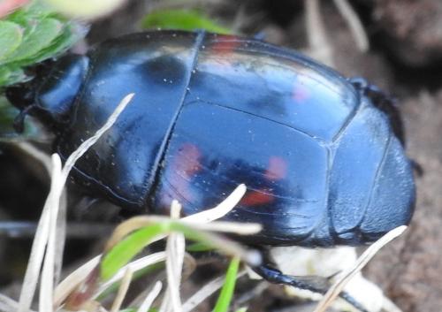 Hister quadrimaculatus